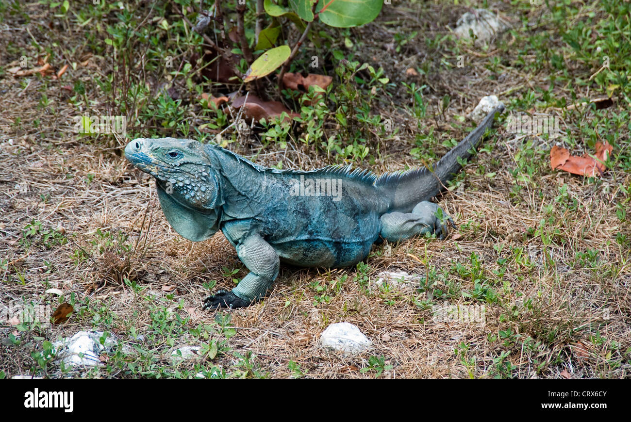 Blue iguana on Grand Cayman island Stock Photo