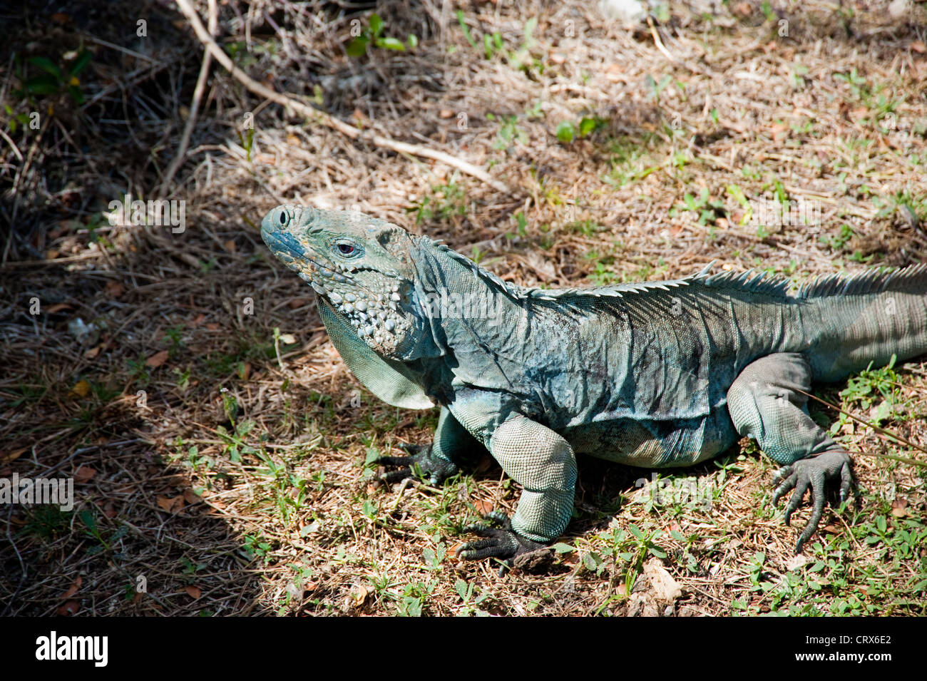 Blue iguana on Grand Cayman island Stock Photo - Alamy