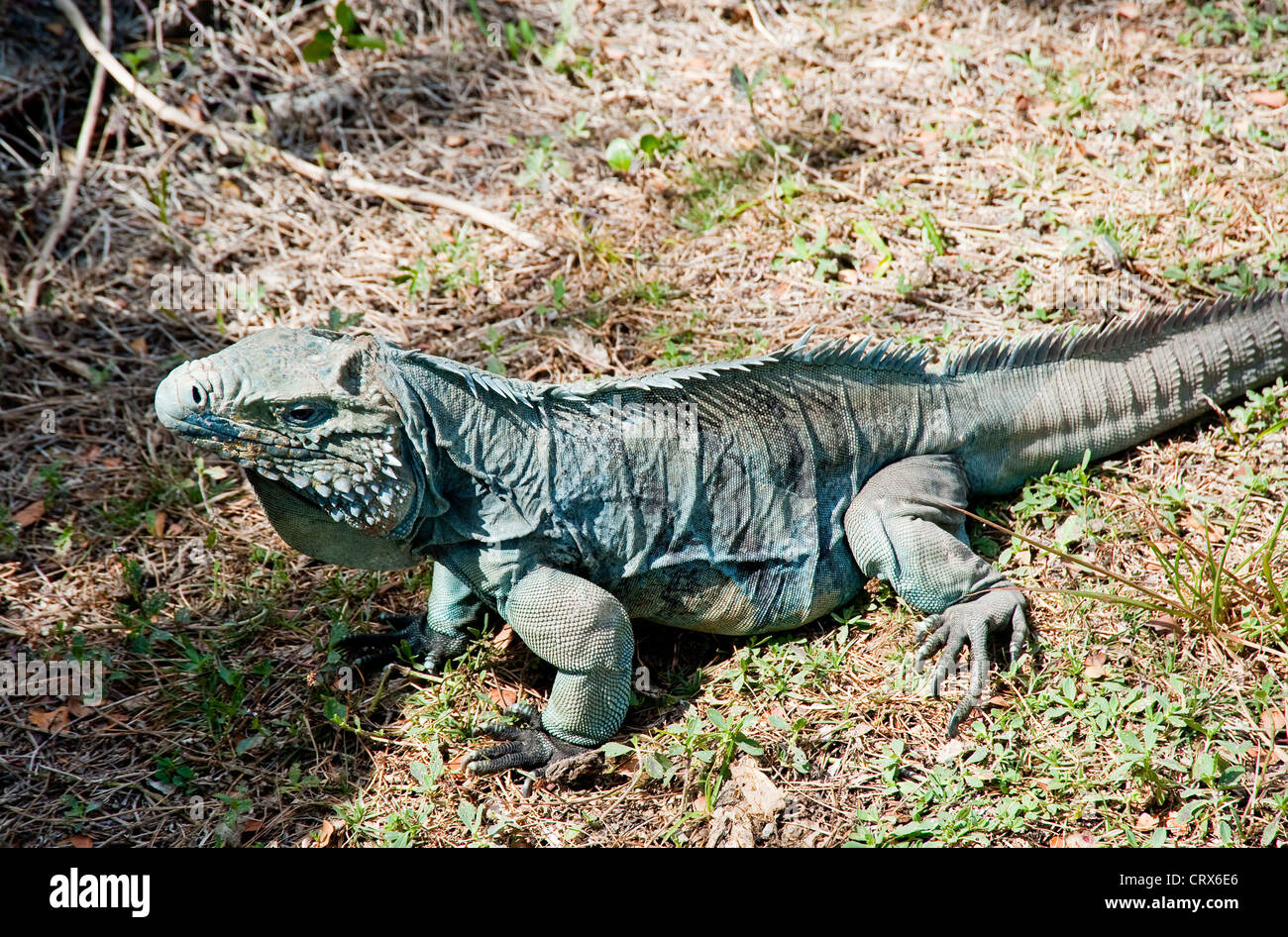 Blue iguana on Grand Cayman island Stock Photo - Alamy