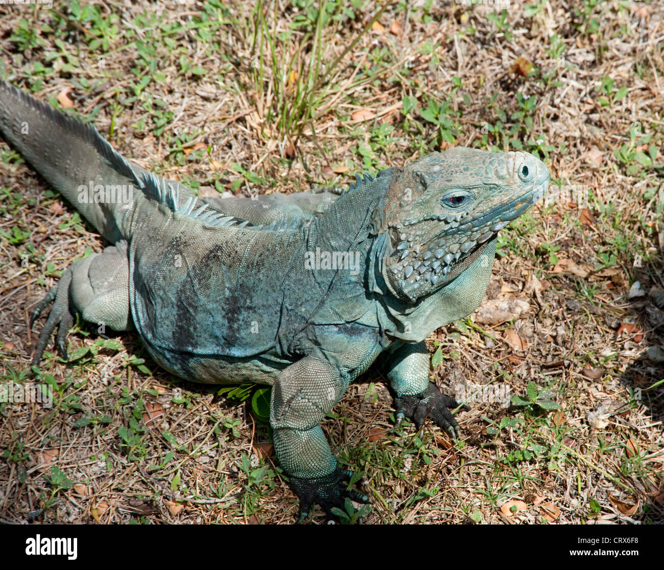 Blue iguana on Grand Cayman island Stock Photo - Alamy
