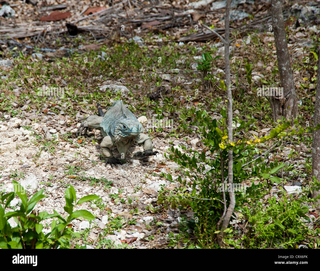 Blue iguana on Grand Cayman island Stock Photo - Alamy