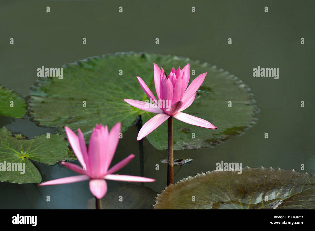 Water Lilies Stock Photo