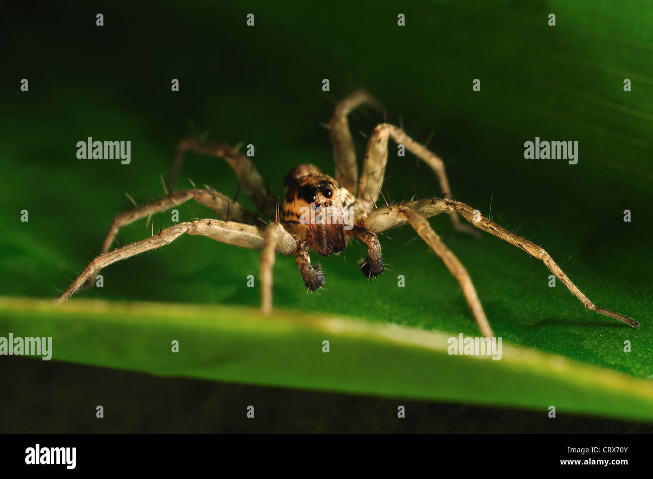 GIANT CRAB SPIDER OR HUNTSMAN SPIDERS, Heteropoda species, Sparassidae Stock Photo