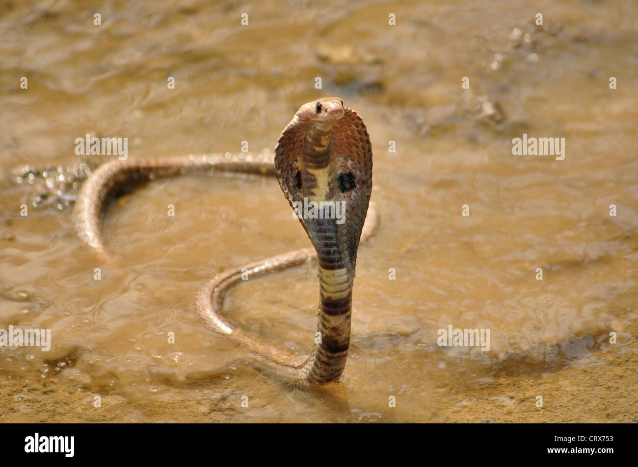 SPECTACLED COBRA. Naja naja. Venomous, common. Stock Photo