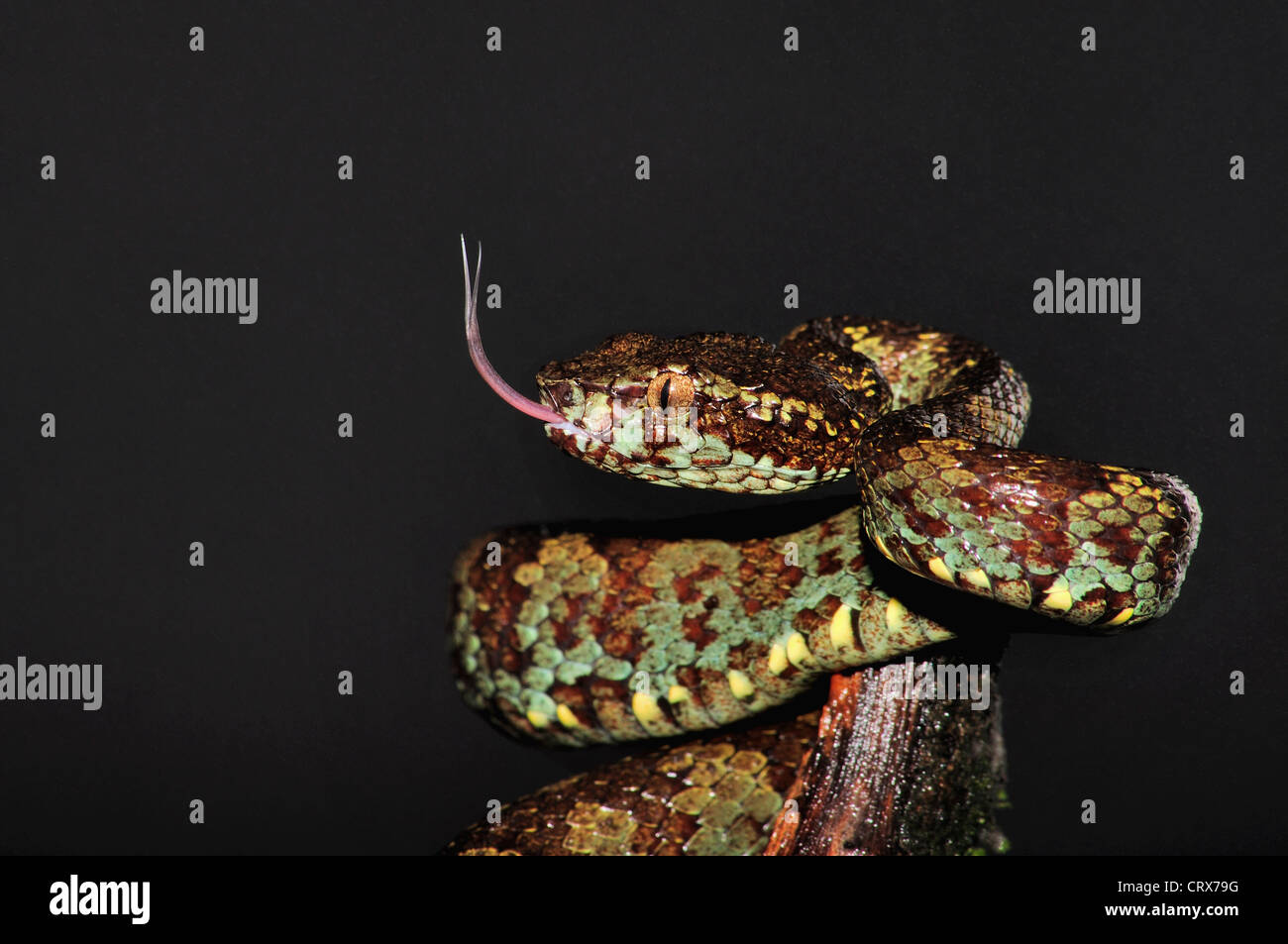 MALABAR PIT VIPER Trimeresums malbaricus Venomous Common. Stock Photo