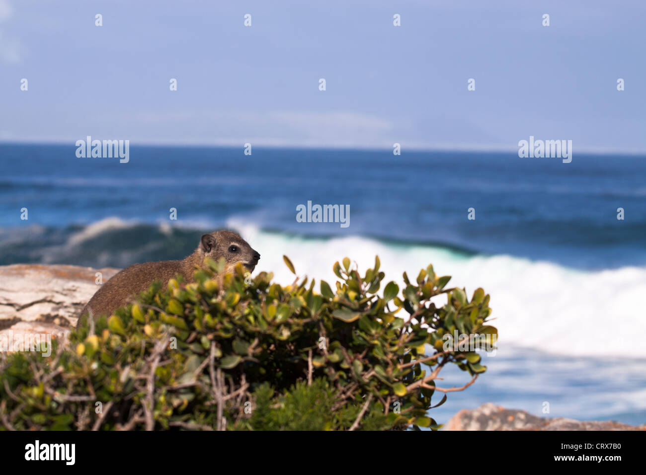 Rock hyrax or dassie sitting on rocks at the coastline, with the waves visible in the background Stock Photo