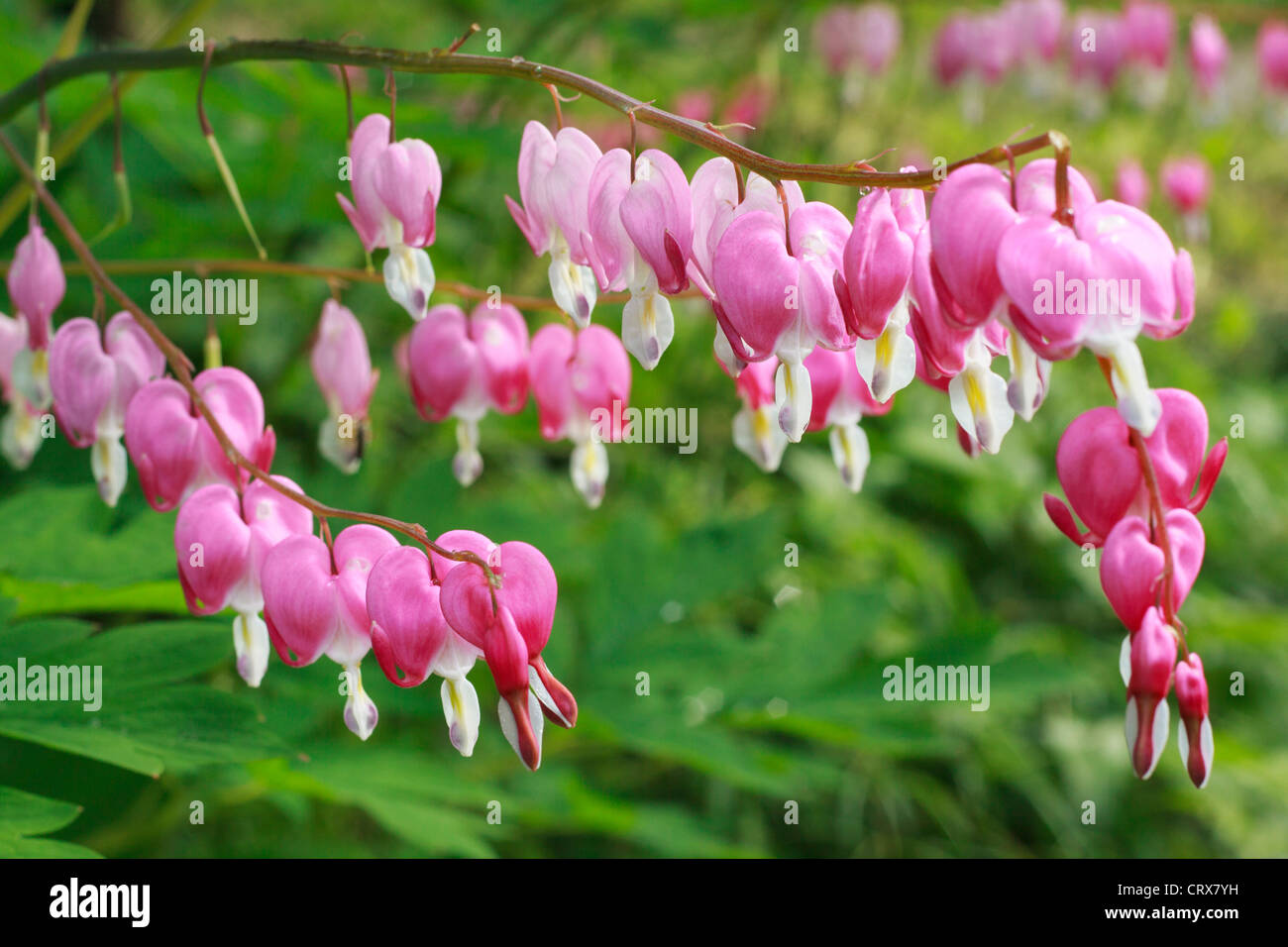 Pink Dicentra spectabilis Stock Photo Alamy