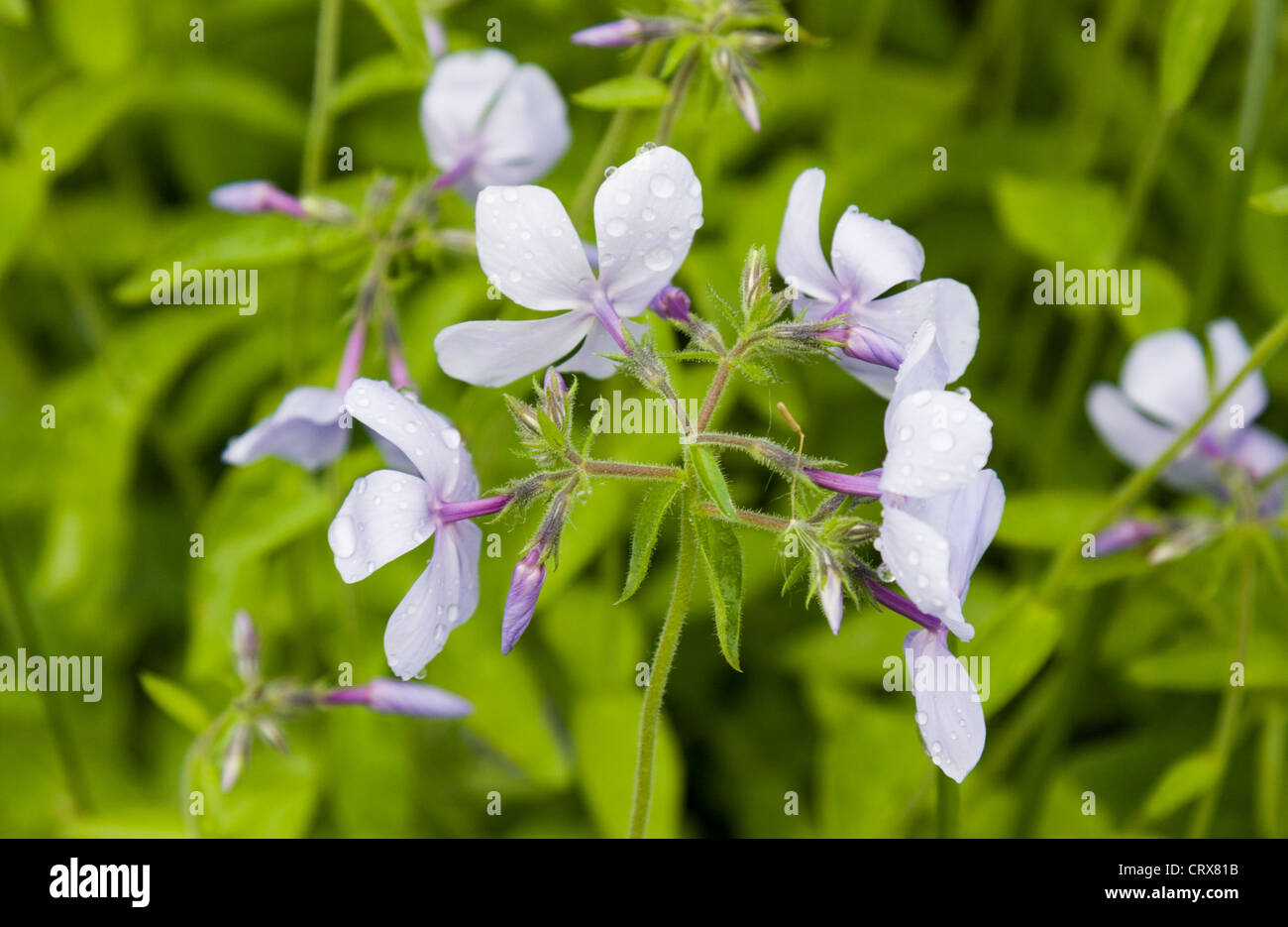 Flowering Garden Phlox Stock Photo
