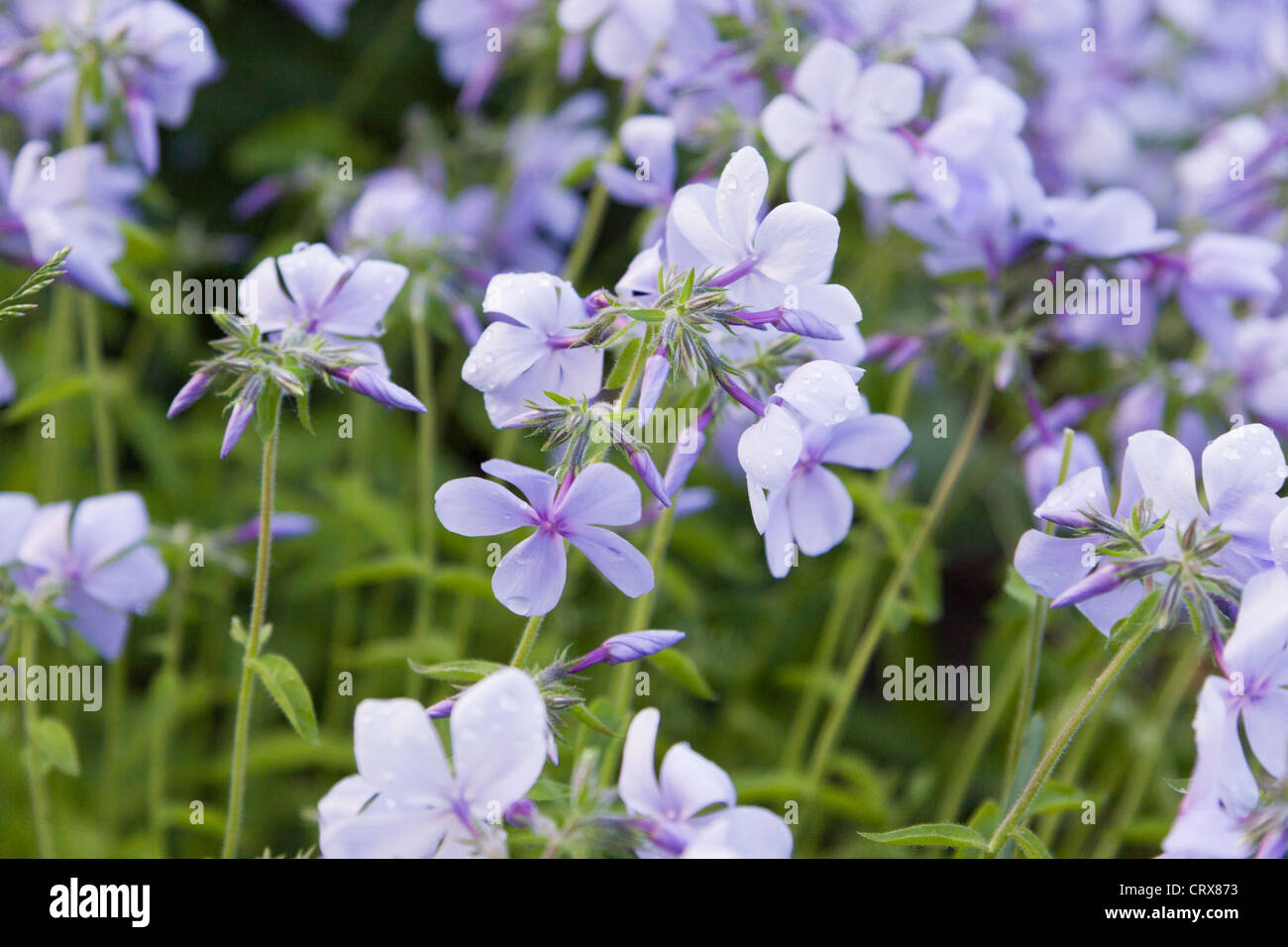 Flowering Garden Phlox Stock Photo