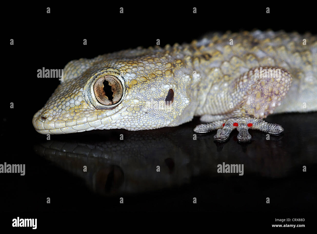 Portratit of European Common Gecko mirrored by dark background Stock Photo