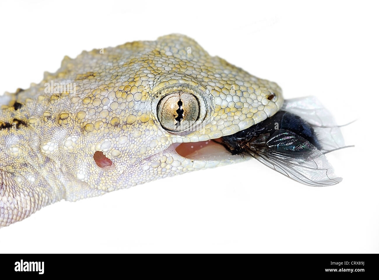 Moorish wall gecko hires stock photography and images Alamy