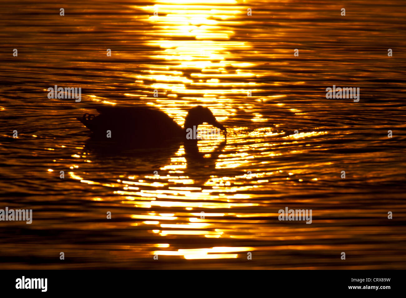 Mallard (Anas platyrhynchos) at sunset. Stock Photo