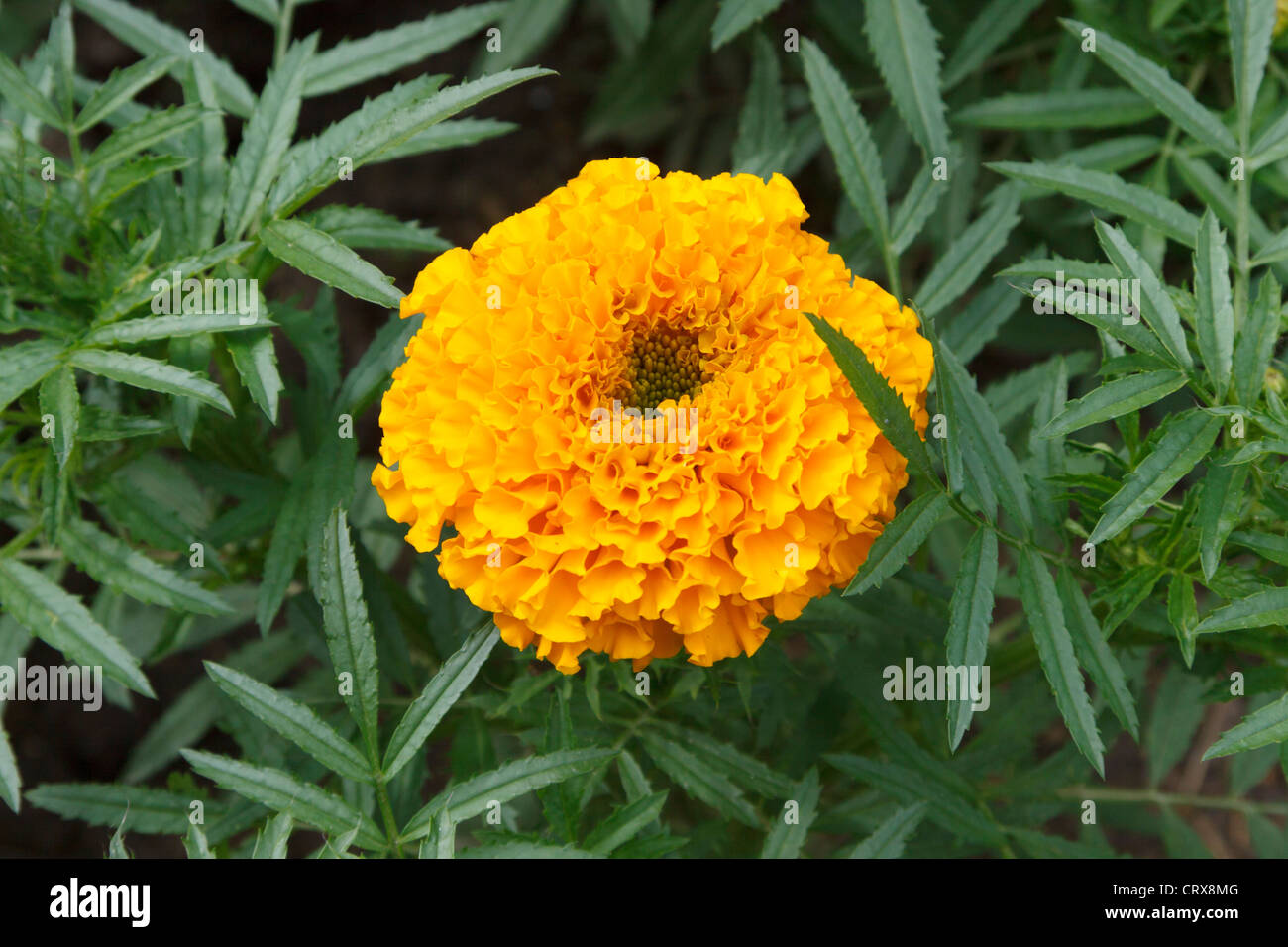 etes Marigold Flower With Green Leaves Stock Photo Alamy etes Marigold Flower With Green Leaves Stock Photo Alamy