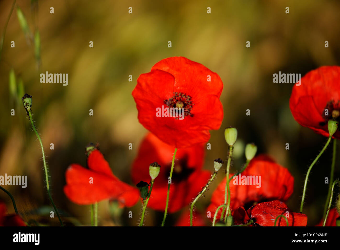 Field of Corn Poppy Flowers Papaver rhoeas in Spring Stock Photo - Alamy