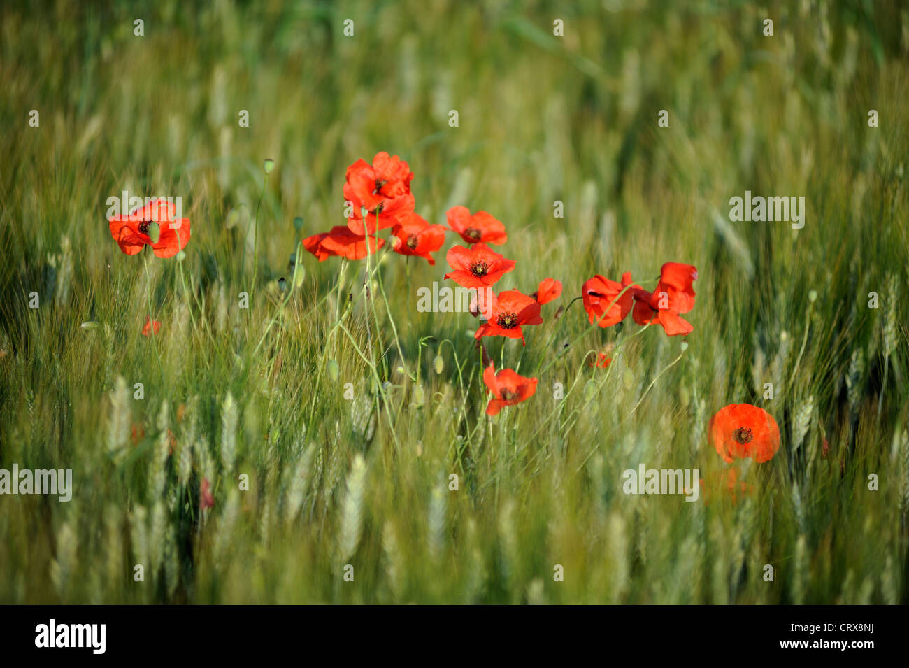Field of Corn Poppy Flowers Papaver rhoeas in Spring Stock Photo - Alamy