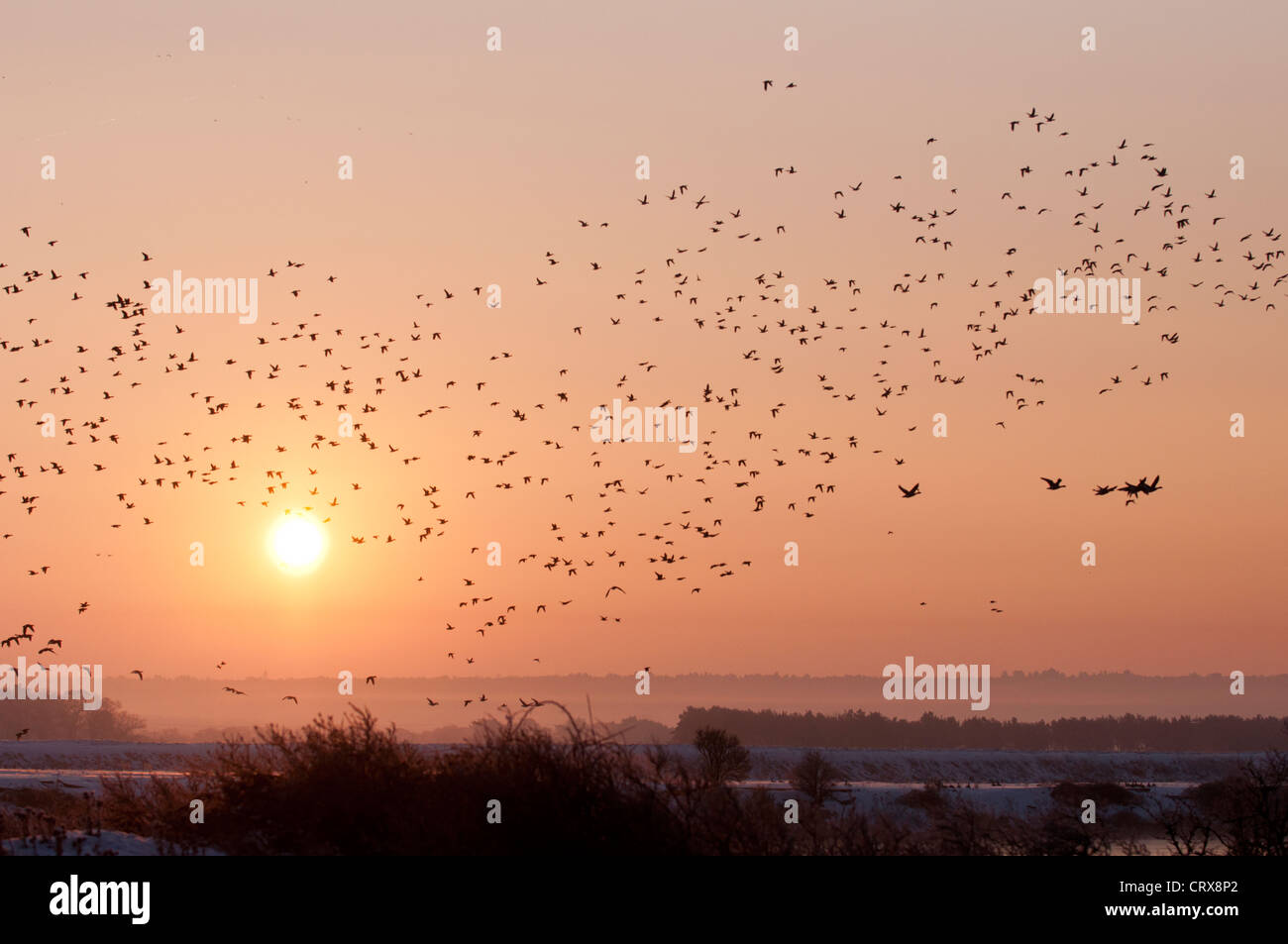 Pink-footed Goose (Anser brachyrhynchus) at sunrise. Stock Photo