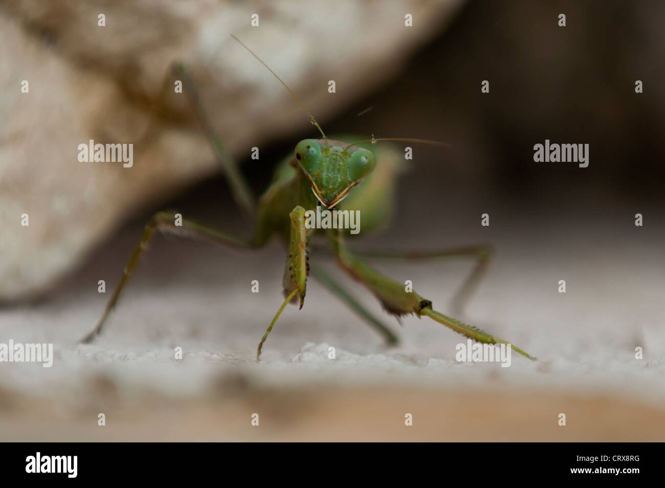 Praying Mantis (Mantis religiosa) Stock Photo