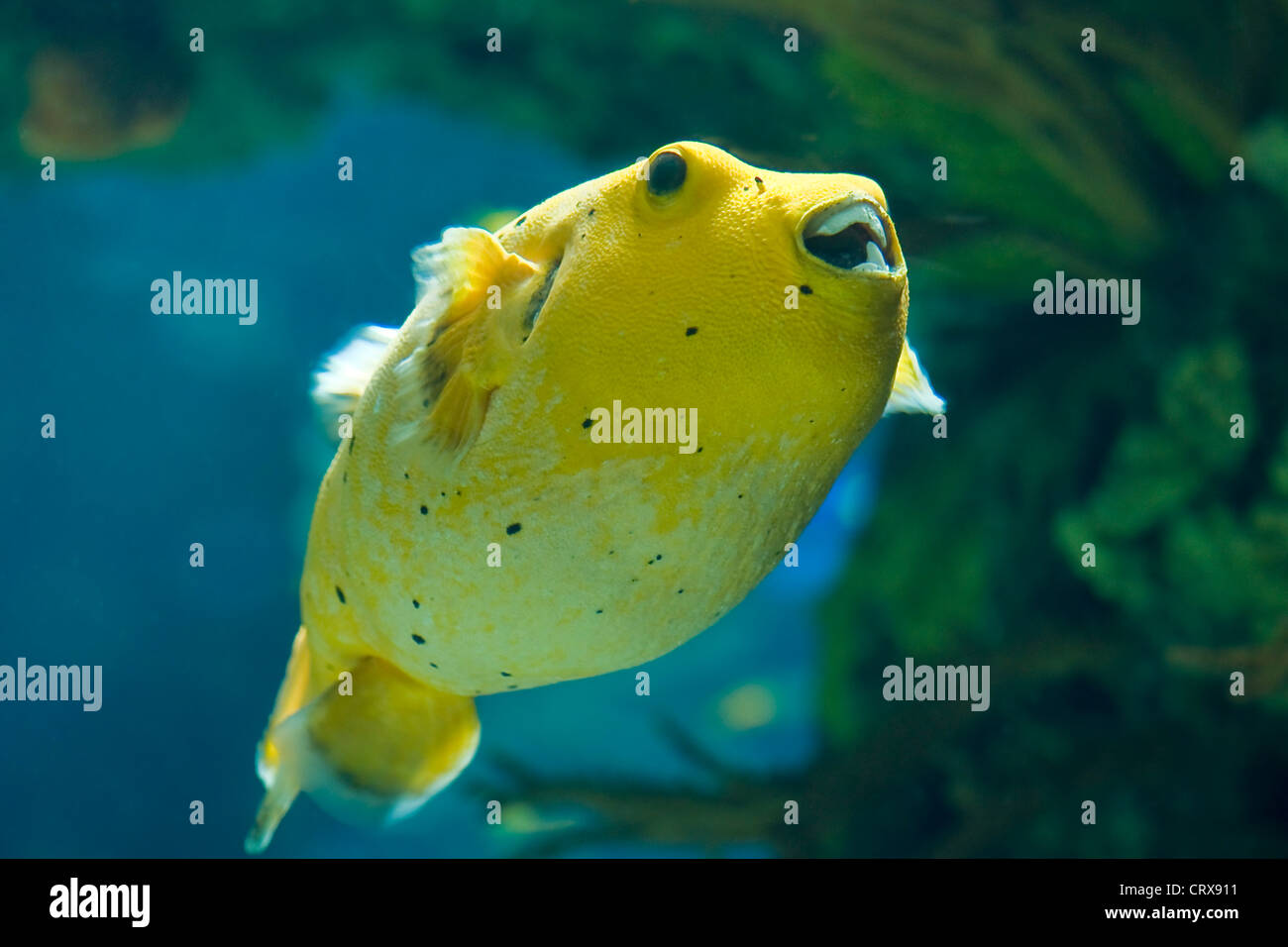 Golden Pufferfish ,Arothron citrinellus, in a big aquarium Stock Photo
