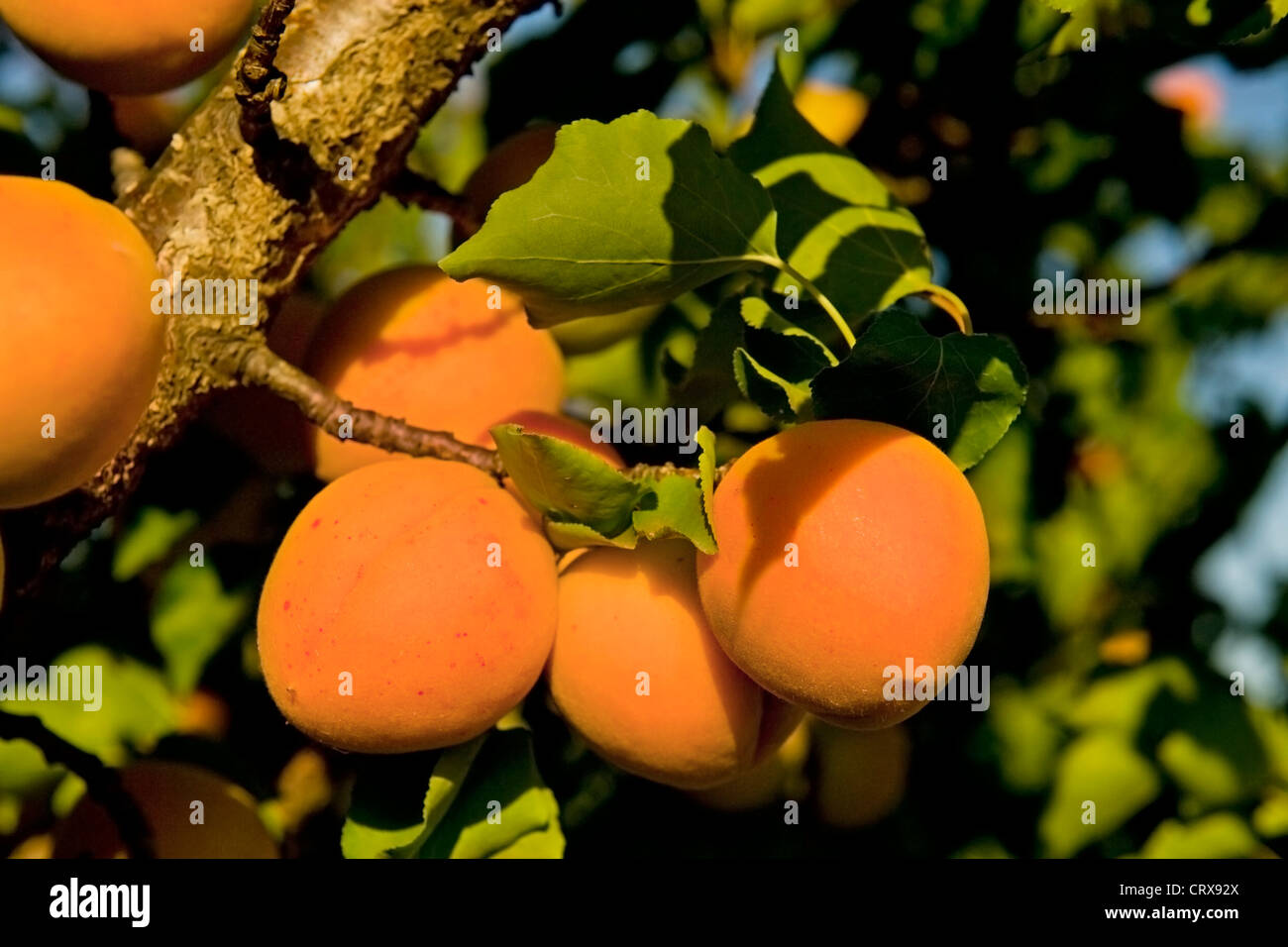 Apricot tree fruit hires stock photography and images Alamy