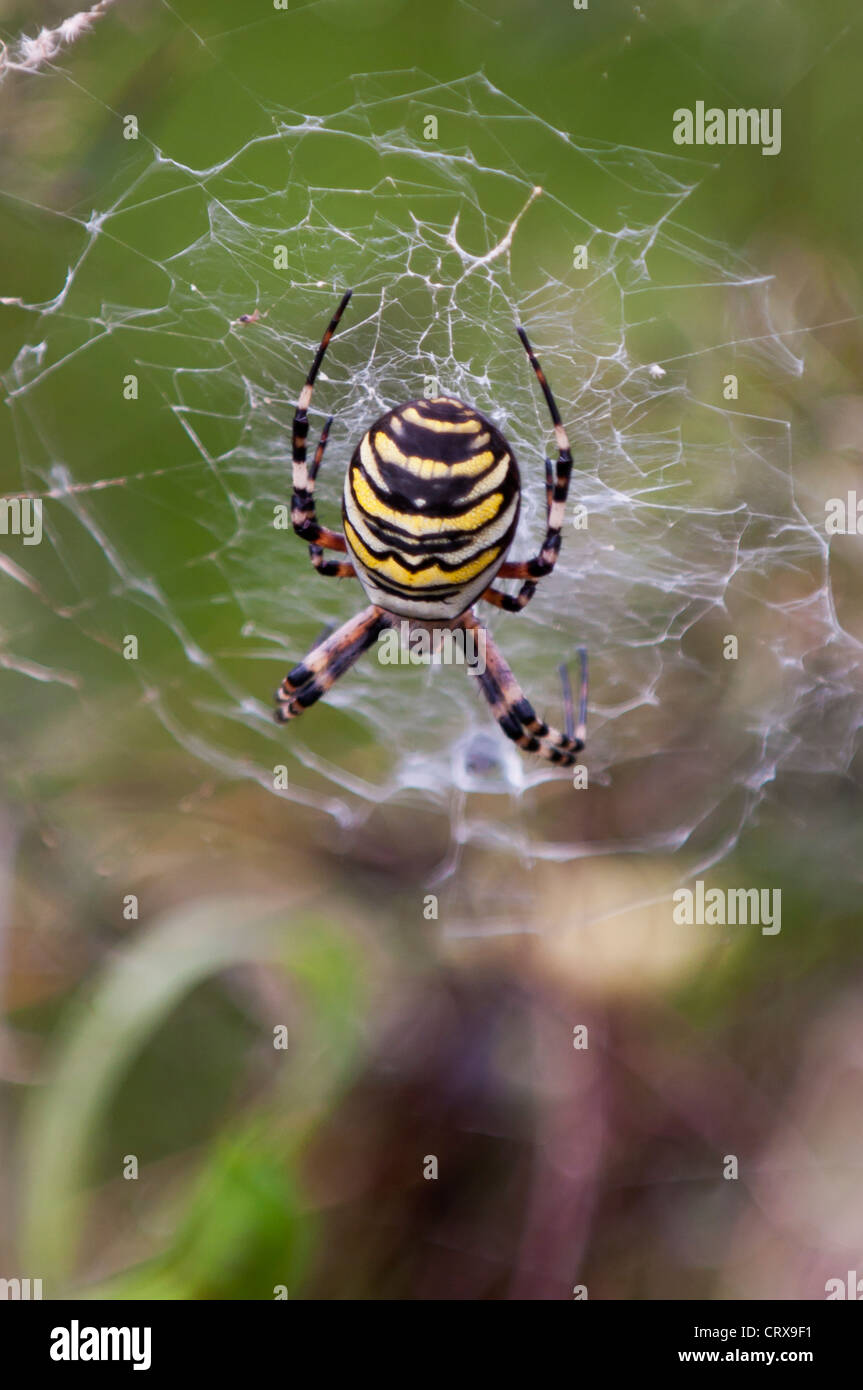 Wasp spider (Argiope bruennichi) Stock Photo