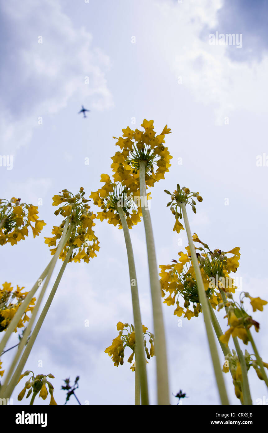 Yellow flowers with plane, WWT Barnes, London, UK Stock Photo