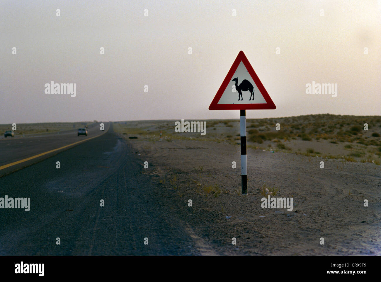 Abu Dhabi UAE Road Sign "camel" Stock Photo