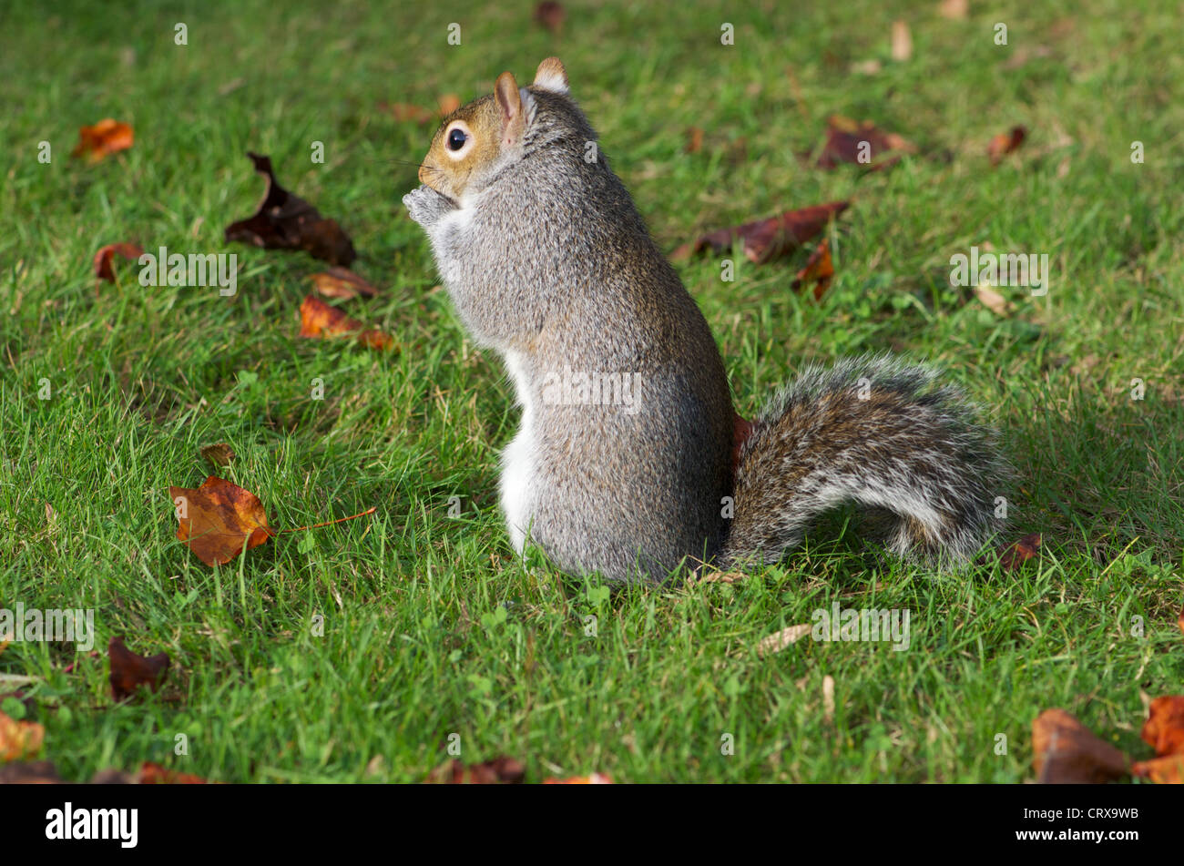 Native Fury Hi Res Stock Photography And Images Alamy