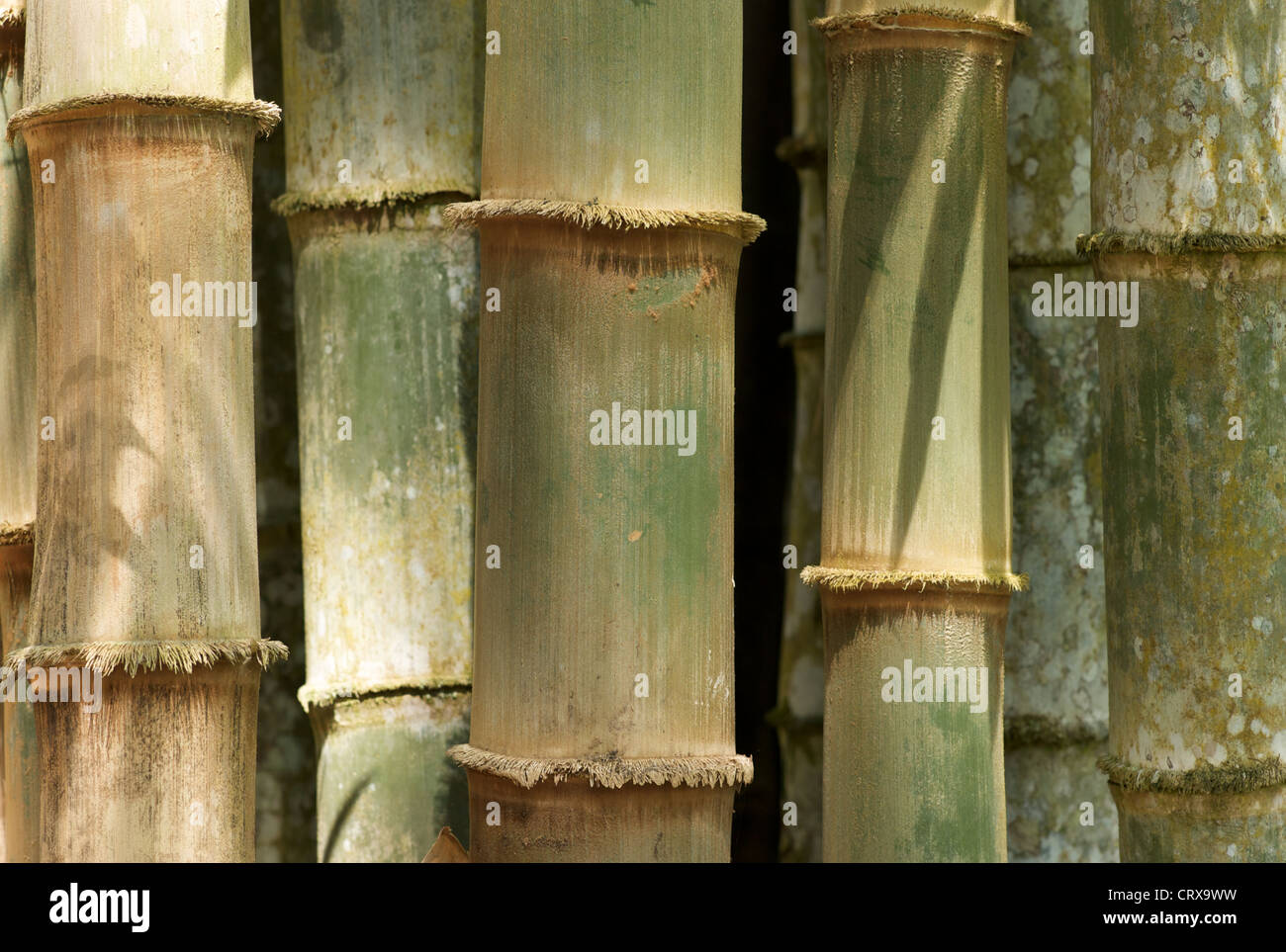 Bamboo stalks growing hires stock photography and images Alamy