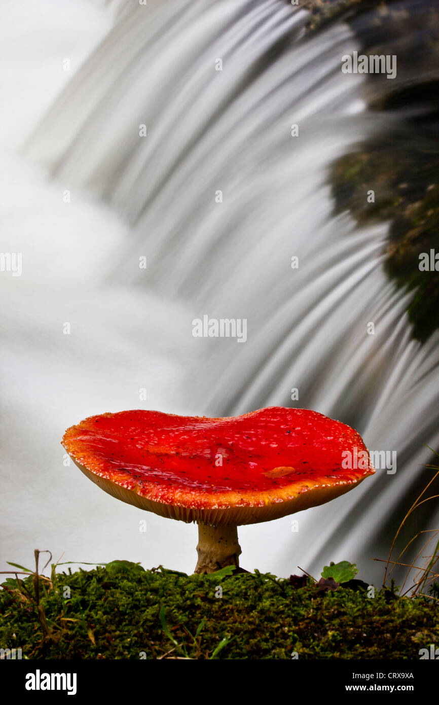 A red mushroom stands near a rushing stream in Portela do Leonte, in Geres National Park. Stock Photo