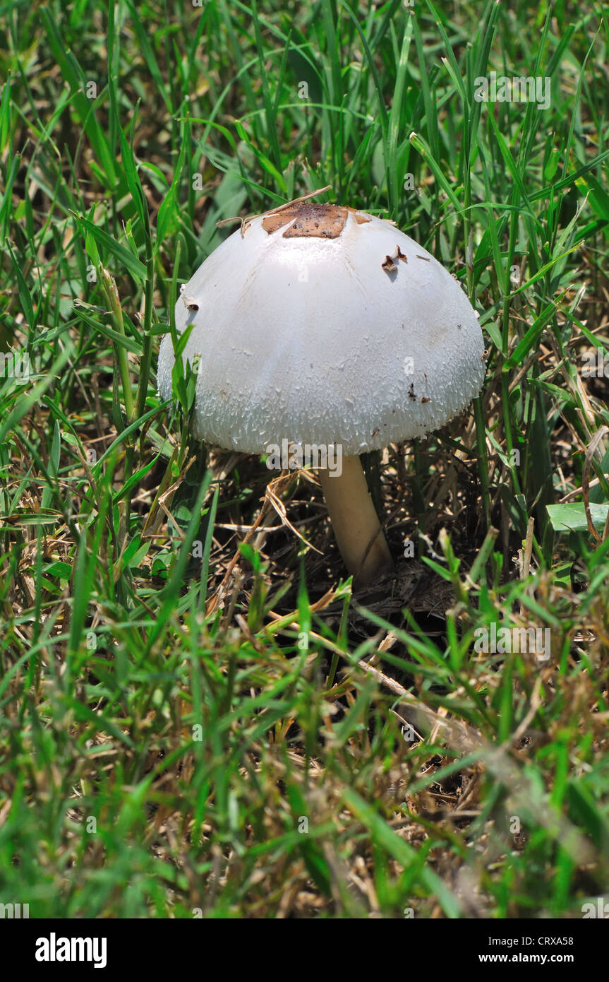 Mushroom growing in lawn Stock Photo Alamy