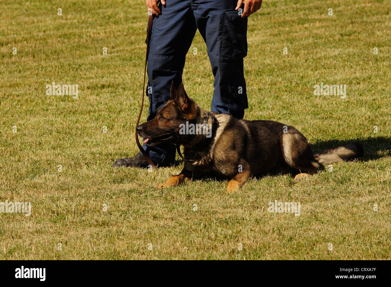 A police dog with his handler. Stock Photo