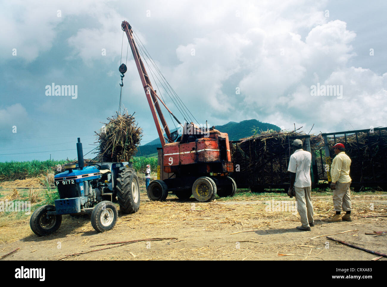 St Kitts Harvesting Sugar Cane Stock Photo Alamy