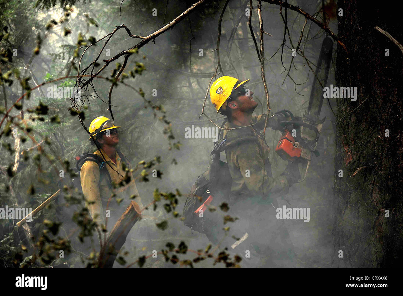 A US Forest Service Hot Shot firefighter crew cuts a tree with a chainsaw to clear a fire line to slow the Waldo Canyon wild fire in the Mount St. Francis June 28, 2012 in Colorado Springs, CO. Stock Photo