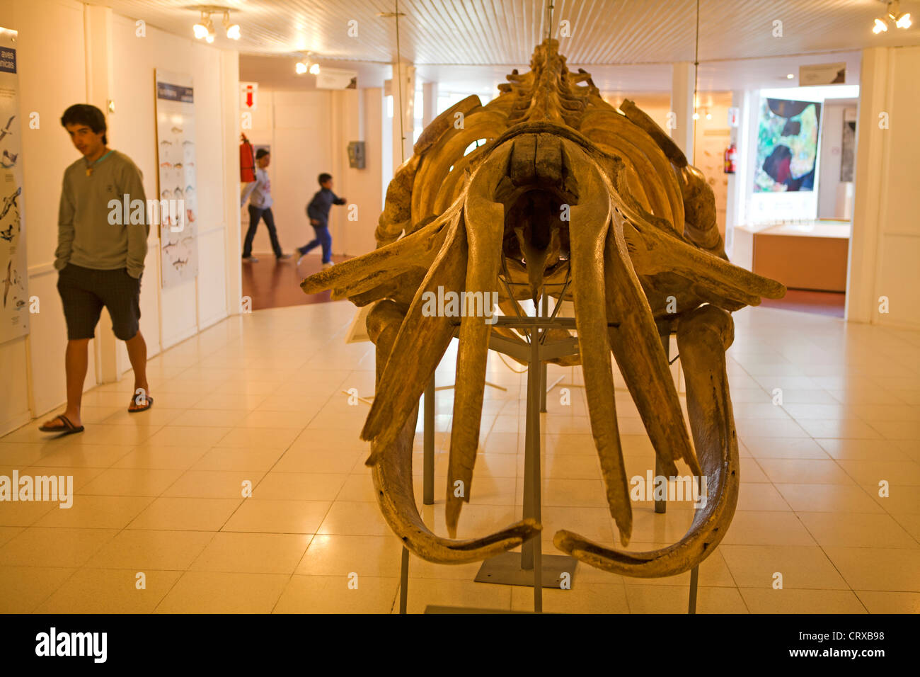 Whale skeleton inside the Peninsula Valdes visitor centre Stock Photo