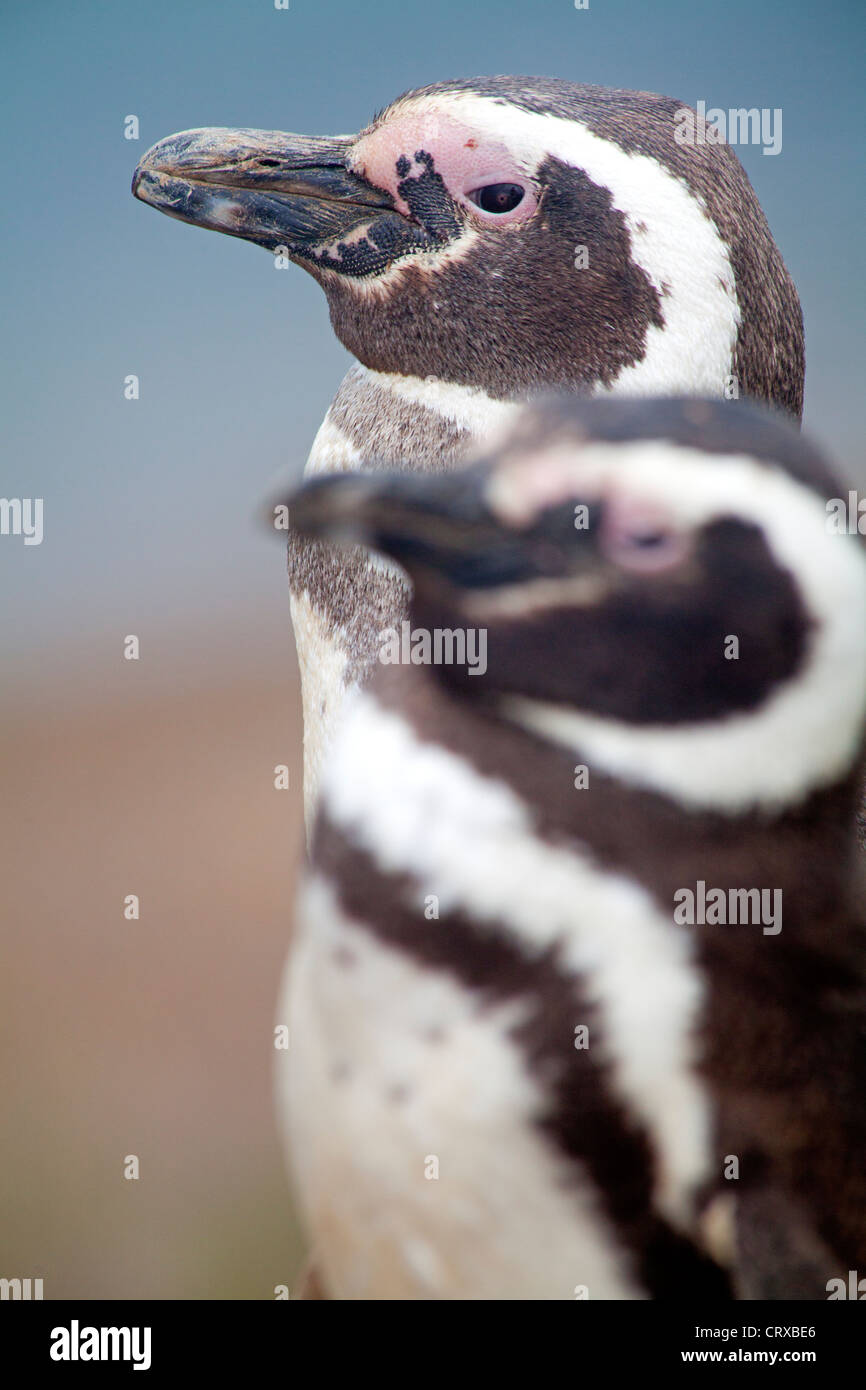 Magellanic penguins at the Caleta Valdes on Peninsula Valdes Stock Photo