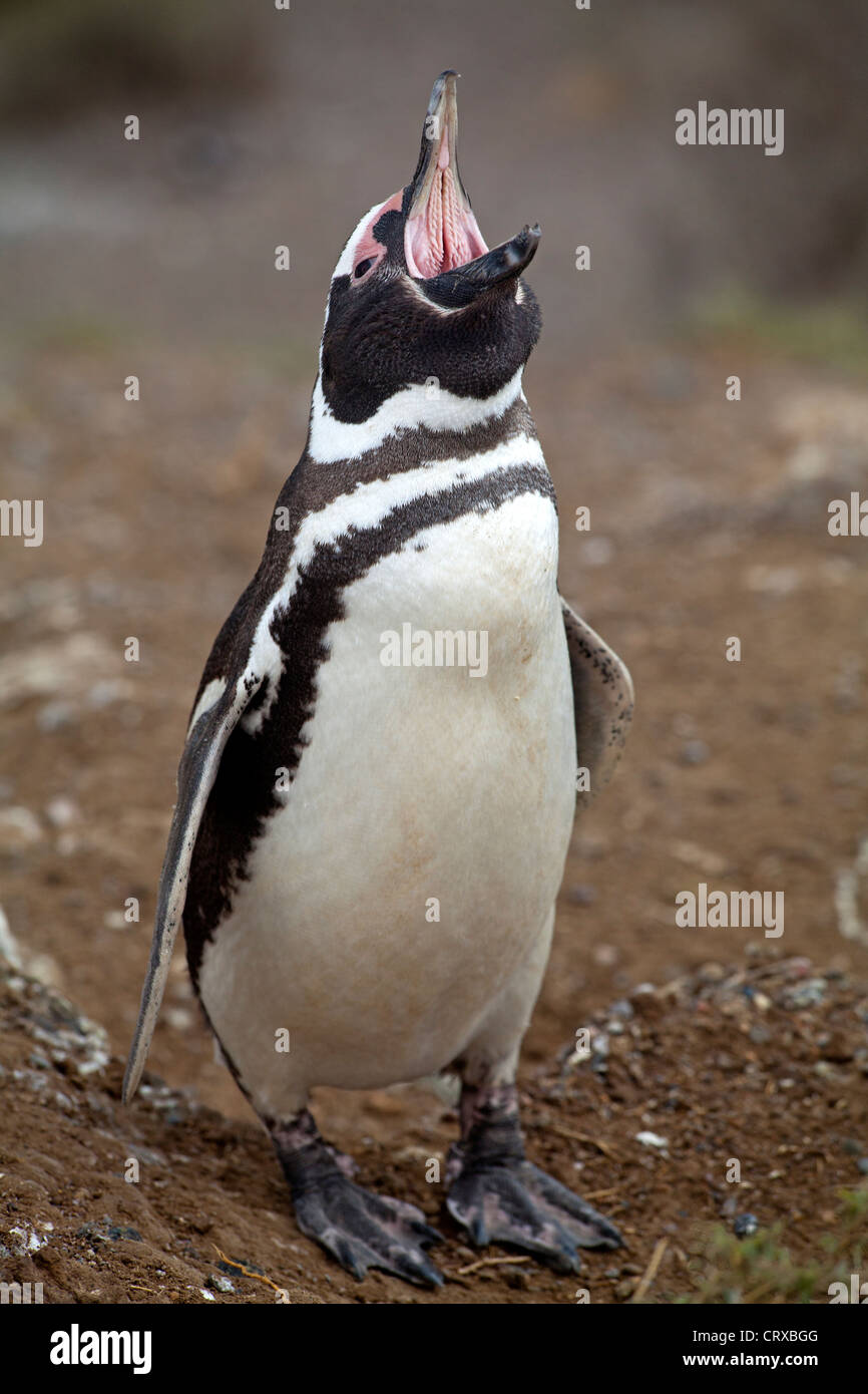 Magellanic penguin at the Caleta Valdes on Peninsula Valdes Stock Photo
