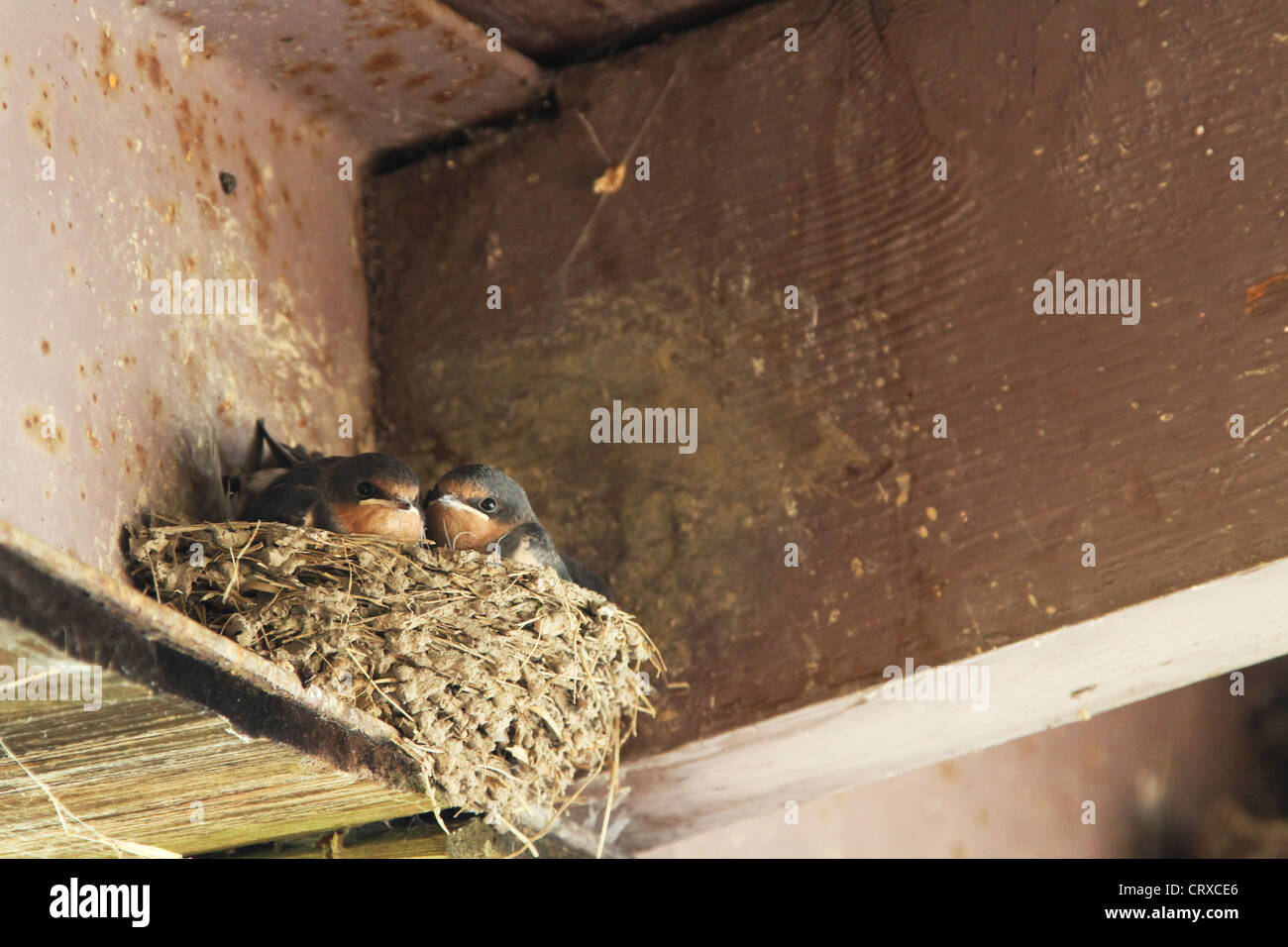 Young Barn Swallow on the nest. Mud and sticks or grass nest Stock