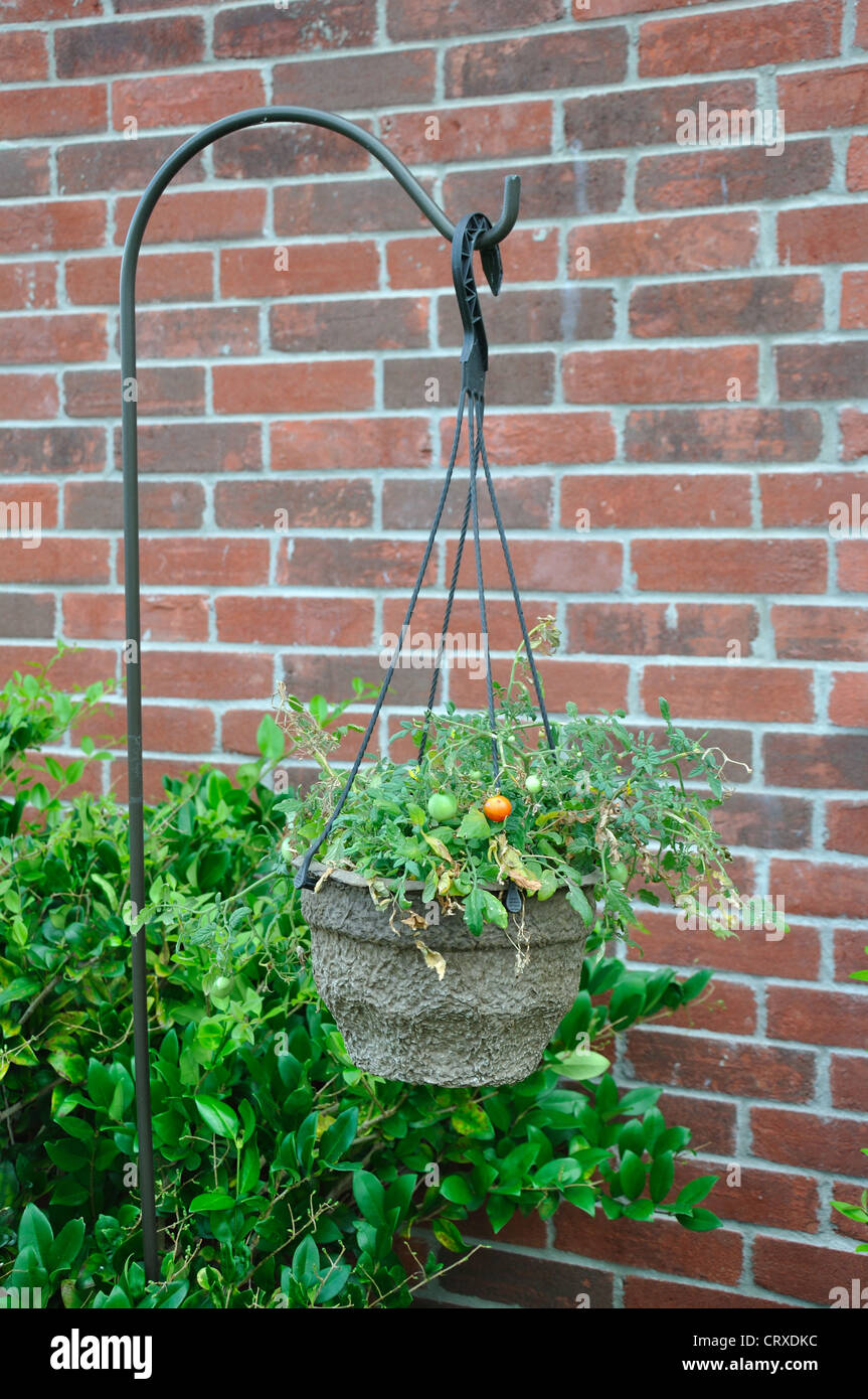 Hanging tomato plant Stock Photo Alamy