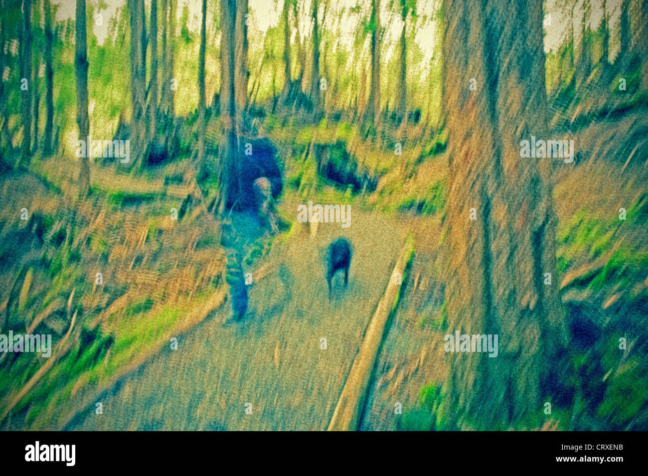Hiker with dog jogging down trail in the Tongass National Forest, Alaska, USA Stock Photo