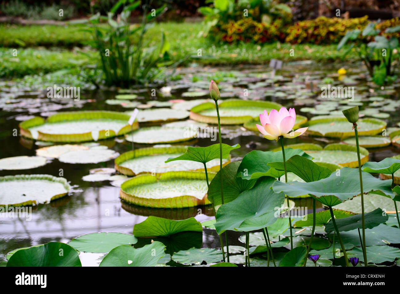 pink peaceful lotus flower in a lake Stock Photo