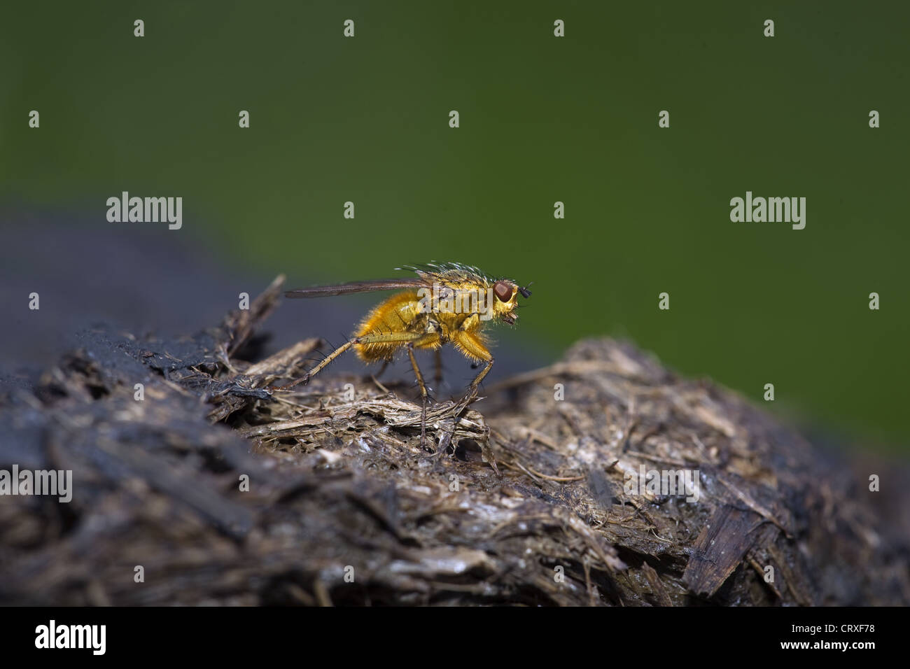 Common Yellow Dung Fly Scatophaga stercoraria Stock Photo