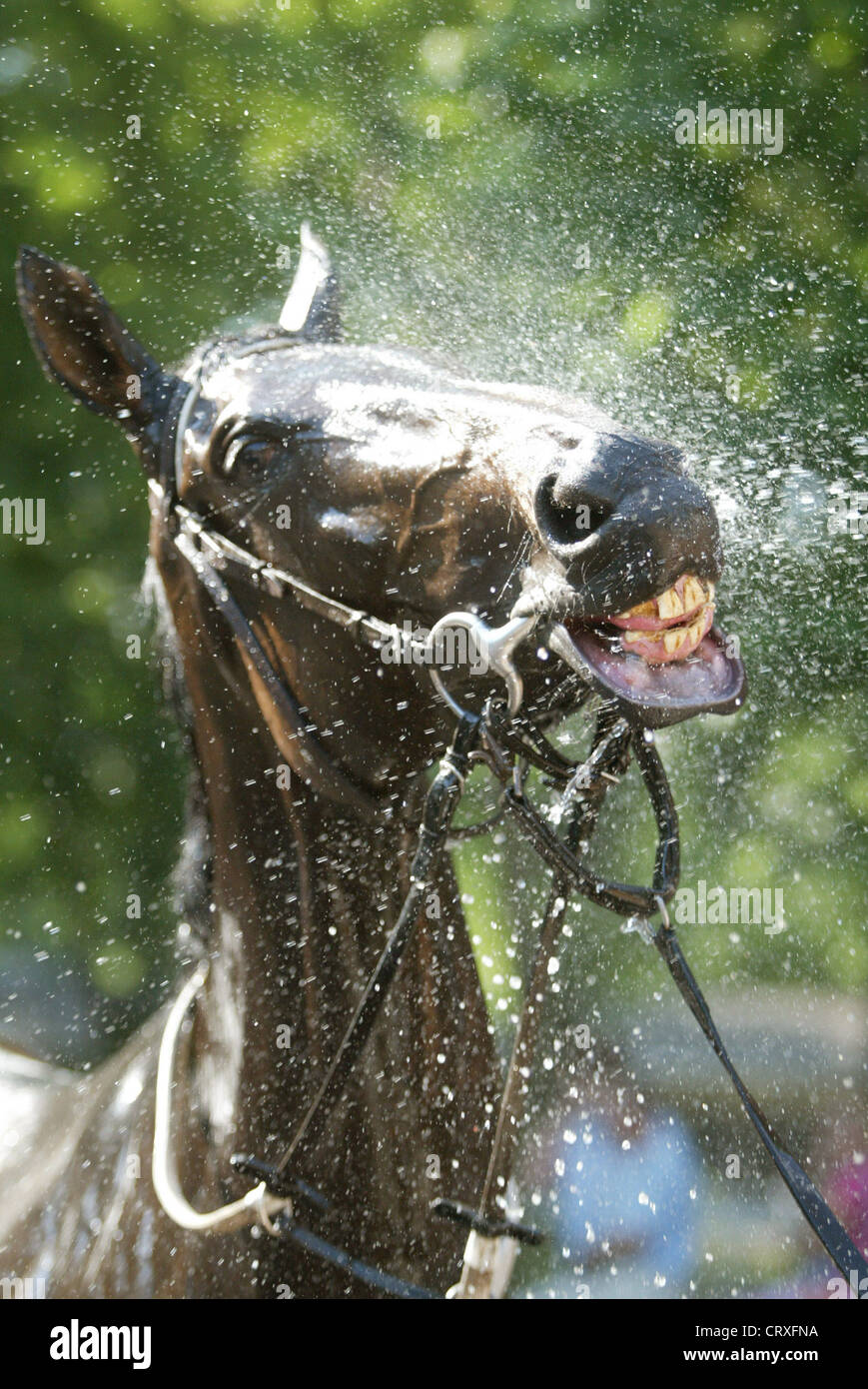 A horse takes a shower Stock Photo Alamy