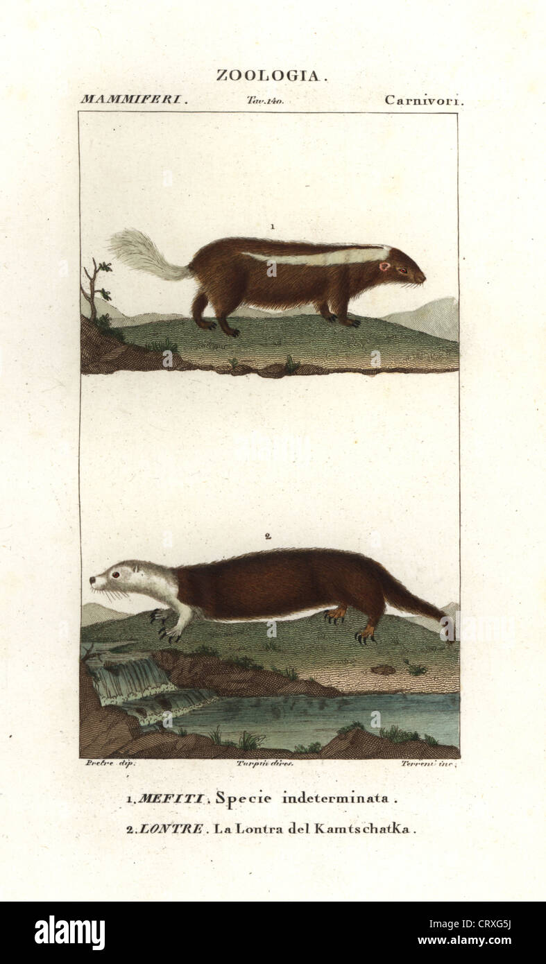 Unidentified species of skunk, Mephitis mephitis?, and sea otter of Kamchatka, Enhydra lutris, (endangered). Stock Photo