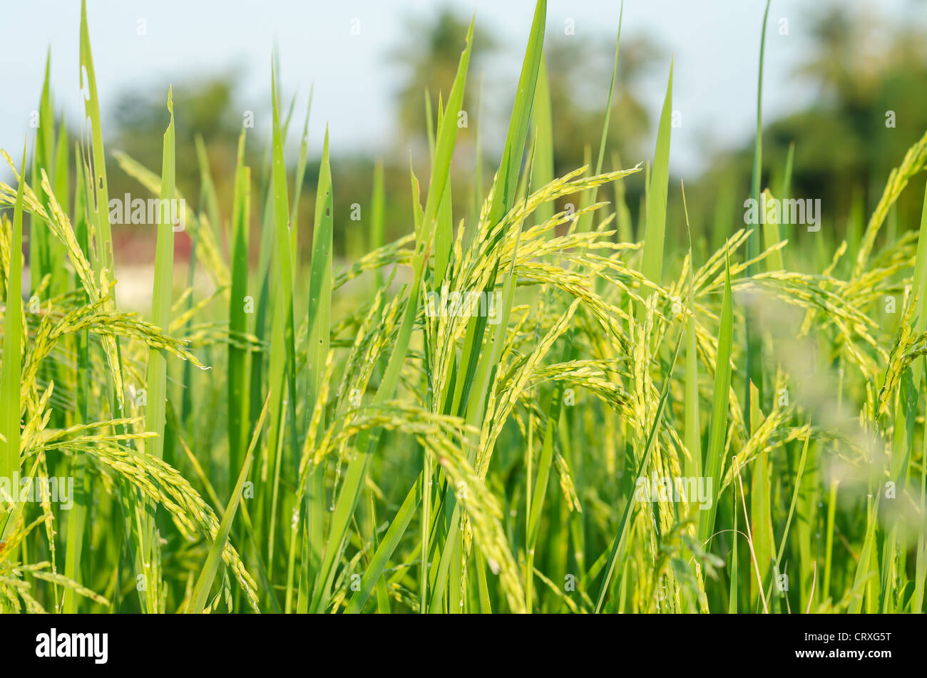 Rice field in farmland food of Asia Stock Photo Biology Diagrams