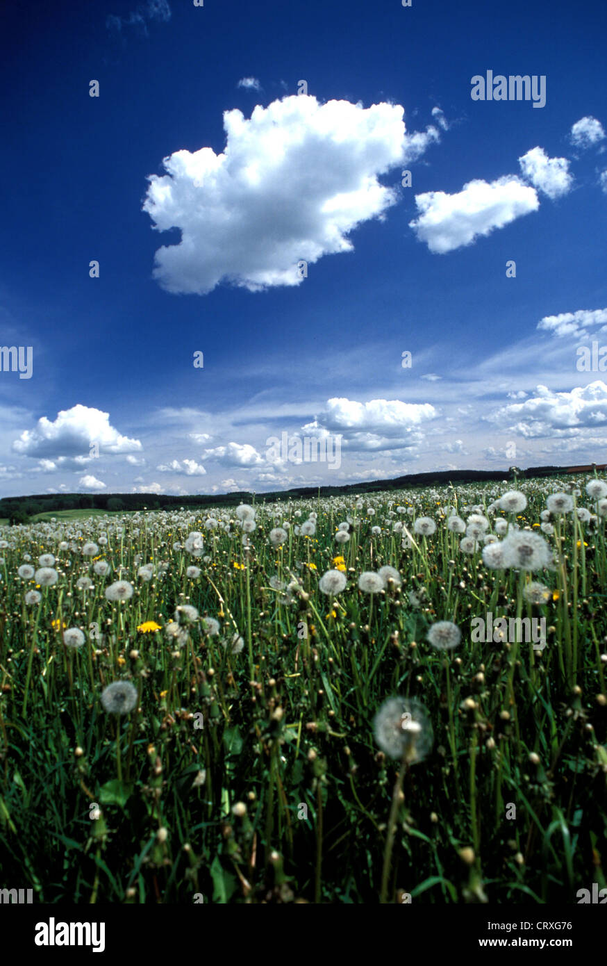 On a beautiful spring day Fruehlingswiese Stock Photo