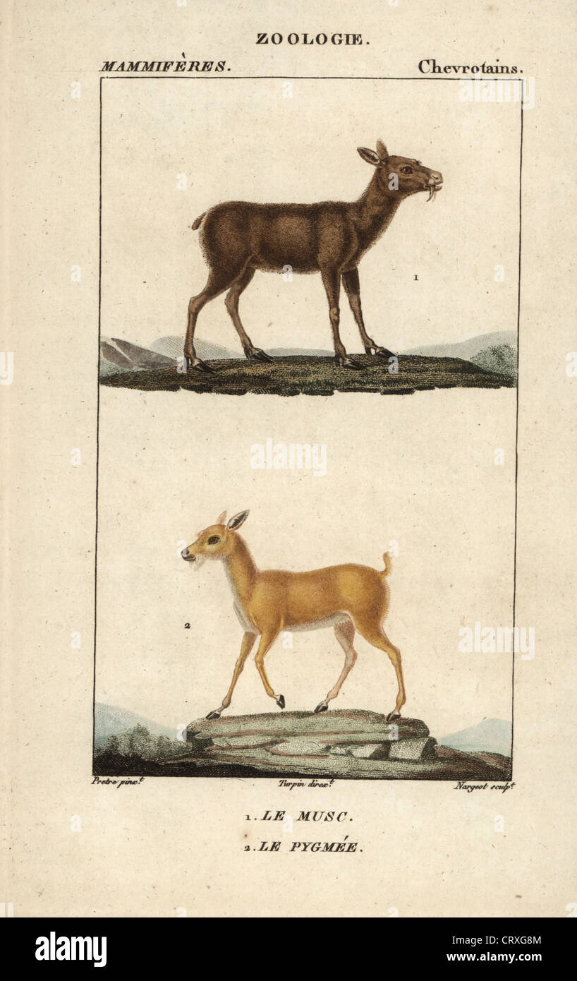 Siberian musk deer, Moschus moschiferus (vulnerable), and dwarf musk