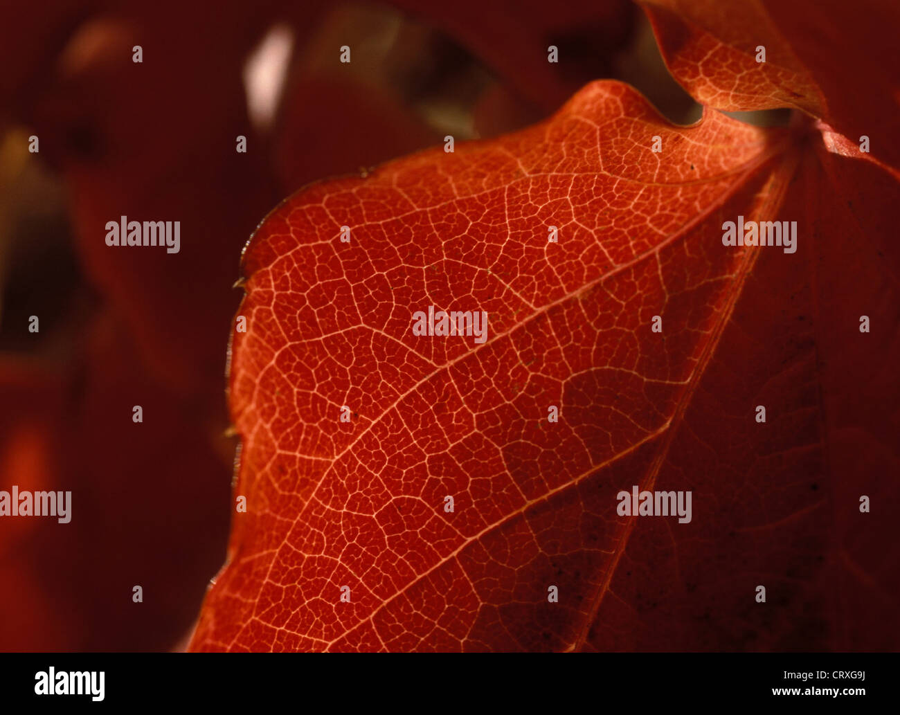 Veins of a red-colored maple leaf in transmitted light Stock Photo