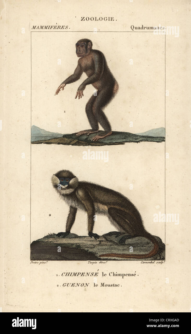 Common chimpanzee, Pan troglodytes (endangered), and moustached guenon monkey, Cercopithecus cephus. Stock Photo