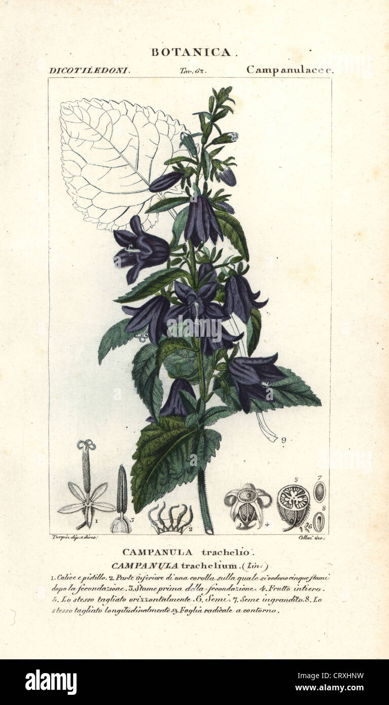 Nettle-leaved bellflower, Campanula trachelium. Stock Photo