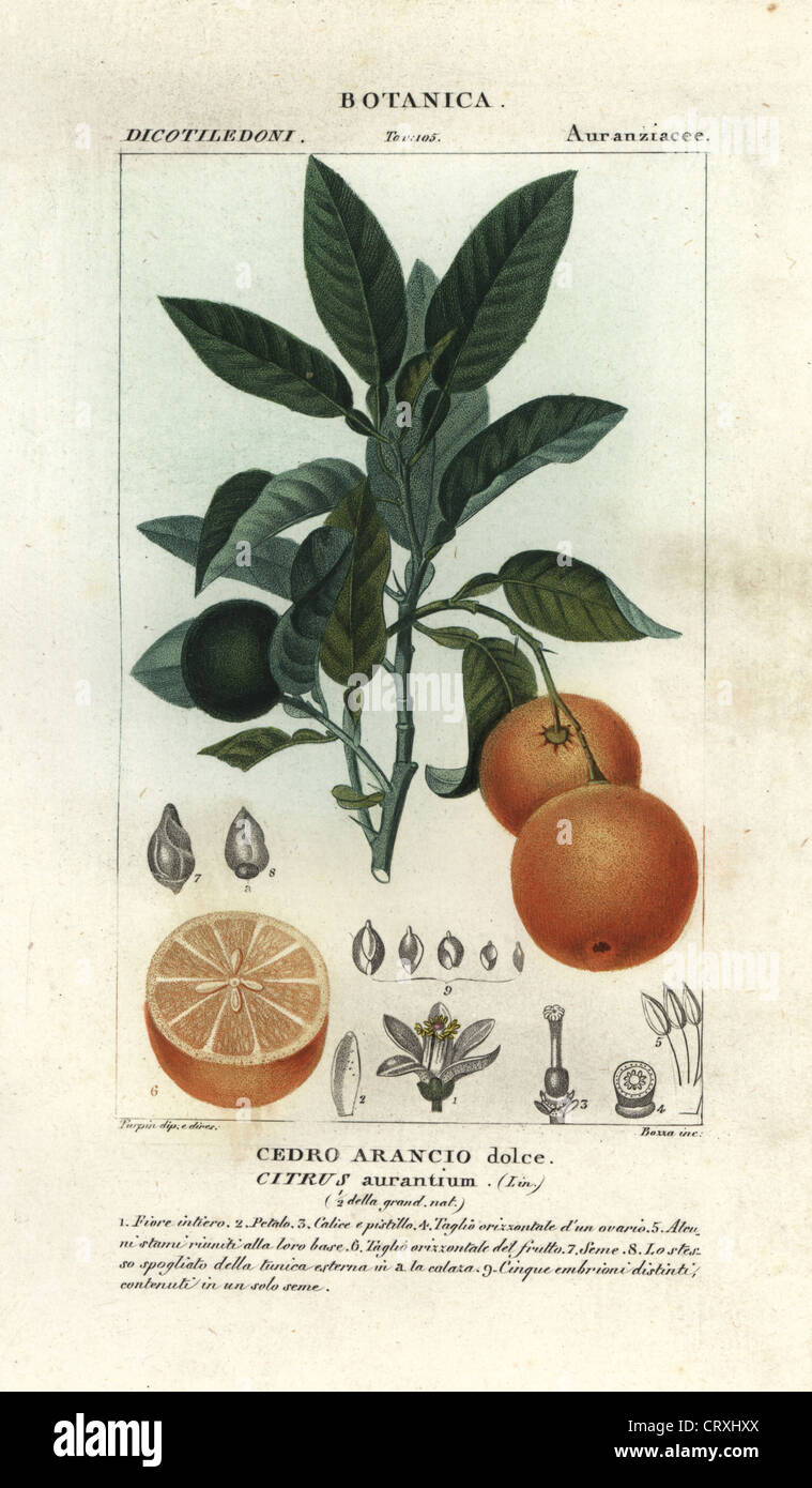 Seville orange, Citrus aurantium. Stock Photo